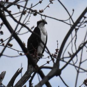 Osprey