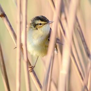 Zitting Cisticola