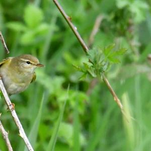 Willow Warbler