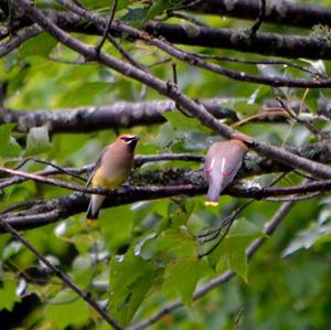 Cedar Waxwing