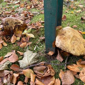 King Bolete