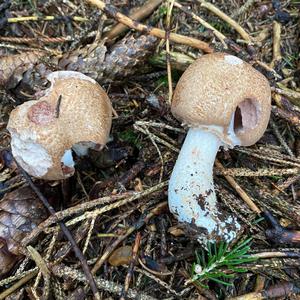 Red-staining Mushroom