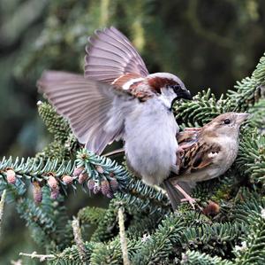 House Sparrow