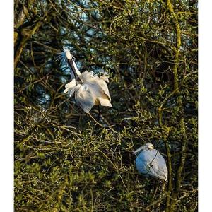 Eurasian Spoonbill