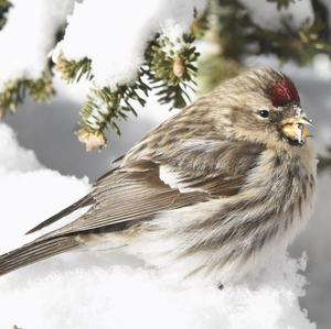 Common Redpoll