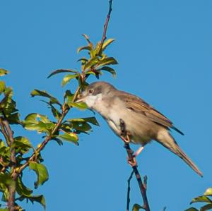 Common Whitethroat