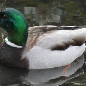 Mallard