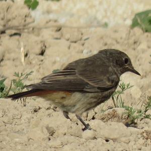 Black Redstart