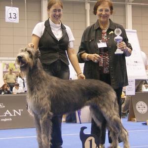 Irish Wolfhound