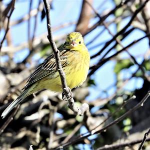 Yellowhammer