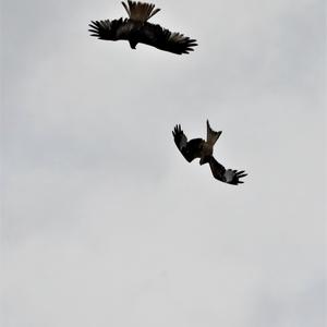 Red Kite