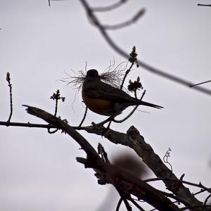 American Robin