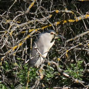 Black-crowned Night-heron