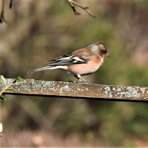 Eurasian Chaffinch