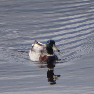 Mallard