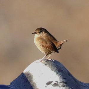 Winter Wren