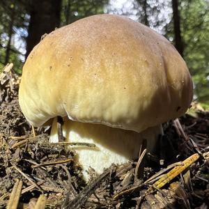 King Bolete