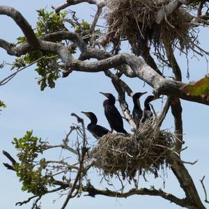 Great Cormorant