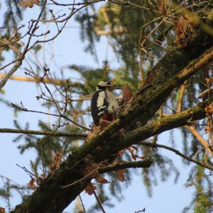 Great Spotted Woodpecker