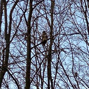 Northern Goshawk