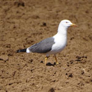 Lesser Black-backed Gull