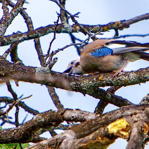 Eurasian Jay