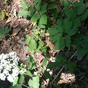 Ground-Elder