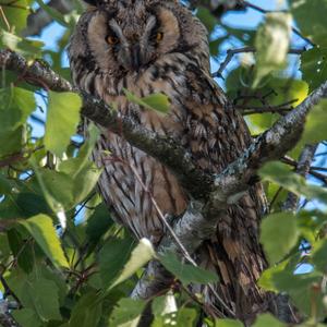 Long-eared Owl