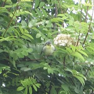 Blue Tit