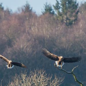 White-tailed Eagle