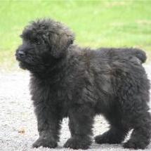 Bouvier des Flandres