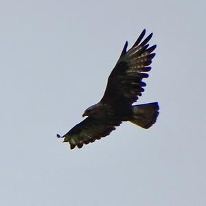 Common Buzzard