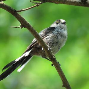 Long-tailed Tit