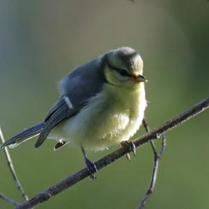 Blue Tit