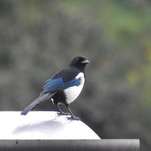 Black-billed Magpie