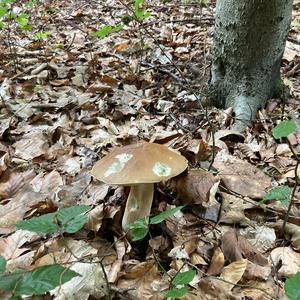 King Bolete