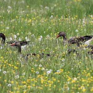 Greylag Goose