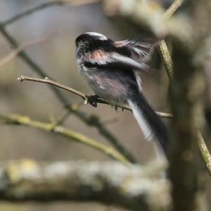 Long-tailed Tit