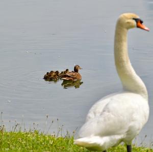 Stockente