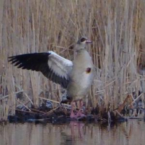 Egyptian Goose