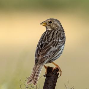 Corn Bunting