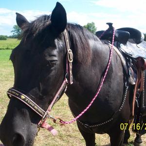 Morgan Horse