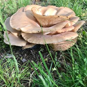 Trumpet Oyster Mushroom