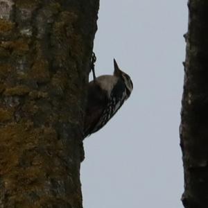 Great Spotted Woodpecker