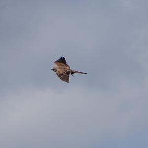 Common Kestrel