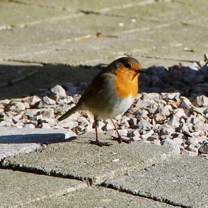 European Robin