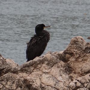 Great Cormorant