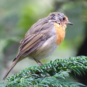 European Robin