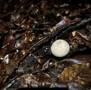 Pestle-shaped Puffball