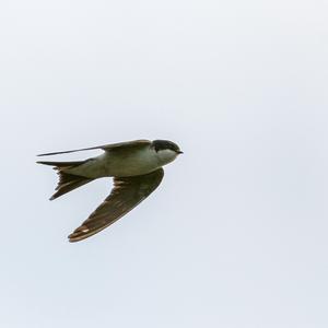 Northern House-martin